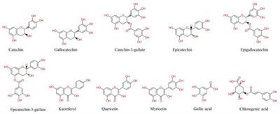Tea polyphenols: extraction techniques and its potency as a nutraceutical